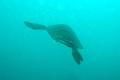 MaLaYsIa_-_PaLaU_SiPaDaN_-_PaLaU_MaBuL_296