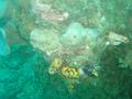 MaLaYsIa_-_PaLaU_SiPaDaN_-_PaLaU_MaBuL_298