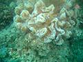 MaLaYsIa_-_PaLaU_SiPaDaN_-_PaLaU_MaBuL_308