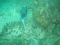 MaLaYsIa_-_PaLaU_SiPaDaN_-_PaLaU_MaBuL_310