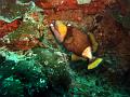 MaLaYsIa_-_PaLaU_SiPaDaN_-_PaLaU_MaBuL_34