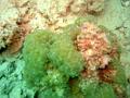 MaLaYsIa_-_PaLaU_SiPaDaN_-_PaLaU_MaBuL_346