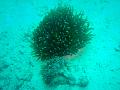 MaLaYsIa_-_PaLaU_SiPaDaN_-_PaLaU_MaBuL_353