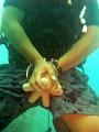 MaLaYsIa_-_PaLaU_SiPaDaN_-_PaLaU_MaBuL_361