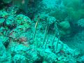MaLaYsIa_-_PaLaU_SiPaDaN_-_PaLaU_MaBuL_365