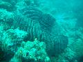 MaLaYsIa_-_PaLaU_SiPaDaN_-_PaLaU_MaBuL_376