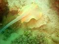 MaLaYsIa_-_PaLaU_SiPaDaN_-_PaLaU_MaBuL_427