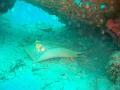 MaLaYsIa_-_PaLaU_SiPaDaN_-_PaLaU_MaBuL_430