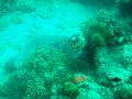 MaLaYsIa_-_PaLaU_SiPaDaN_-_PaLaU_MaBuL_441