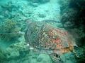 MaLaYsIa_-_PaLaU_SiPaDaN_-_PaLaU_MaBuL_456