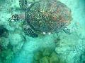 MaLaYsIa_-_PaLaU_SiPaDaN_-_PaLaU_MaBuL_457