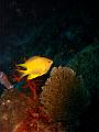 MaLaYsIa_-_PaLaU_SiPaDaN_-_PaLaU_MaBuL_46