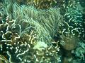 MaLaYsIa_-_PaLaU_SiPaDaN_-_PaLaU_MaBuL_461