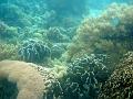 MaLaYsIa_-_PaLaU_SiPaDaN_-_PaLaU_MaBuL_462