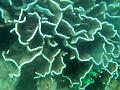 MaLaYsIa_-_PaLaU_SiPaDaN_-_PaLaU_MaBuL_463