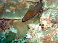 MaLaYsIa_-_PaLaU_SiPaDaN_-_PaLaU_MaBuL_53