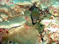 MaLaYsIa_-_PaLaU_SiPaDaN_-_PaLaU_MaBuL_54