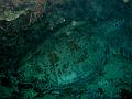 MaLaYsIa_-_PaLaU_SiPaDaN_-_PaLaU_MaBuL_58