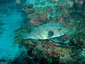 MaLaYsIa_-_PaLaU_SiPaDaN_-_PaLaU_MaBuL_60
