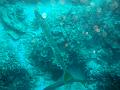 MaLaYsIa_-_PaLaU_SiPaDaN_-_PaLaU_MaBuL_65
