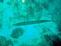MaLaYsIa_-_PaLaU_SiPaDaN_-_PaLaU_MaBuL_66