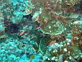 MaLaYsIa_-_PaLaU_SiPaDaN_-_PaLaU_MaBuL_69