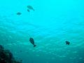 MaLaYsIa_-_PaLaU_SiPaDaN_-_PaLaU_MaBuL_74