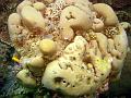 MaLaYsIa_-_PaLaU_SiPaDaN_-_PaLaU_MaBuL_75