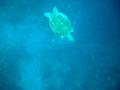MaLaYsIa_-_PaLaU_SiPaDaN_-_PaLaU_MaBuL_82