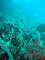 MaLaYsIa_-_PaLaU_SiPaDaN_-_PaLaU_MaBuL_97
