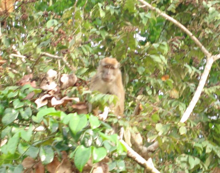 MaLaYsIa_-_SuKaU_(SuNgAi_KiNaBaTaNgAn)_104.JPG