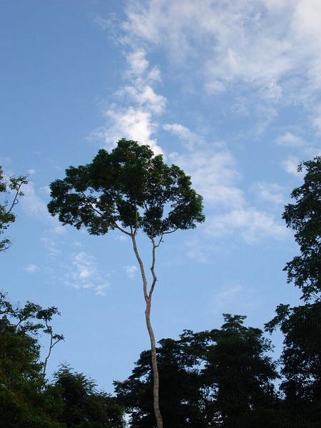 MaLaYsIa_-_SuKaU_(SuNgAi_KiNaBaTaNgAn)_110.JPG