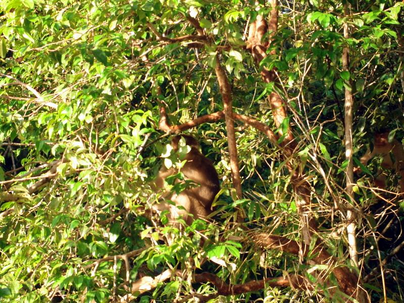 MaLaYsIa_-_SuKaU_(SuNgAi_KiNaBaTaNgAn)_119.JPG