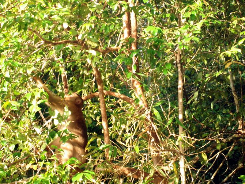 MaLaYsIa_-_SuKaU_(SuNgAi_KiNaBaTaNgAn)_120.JPG