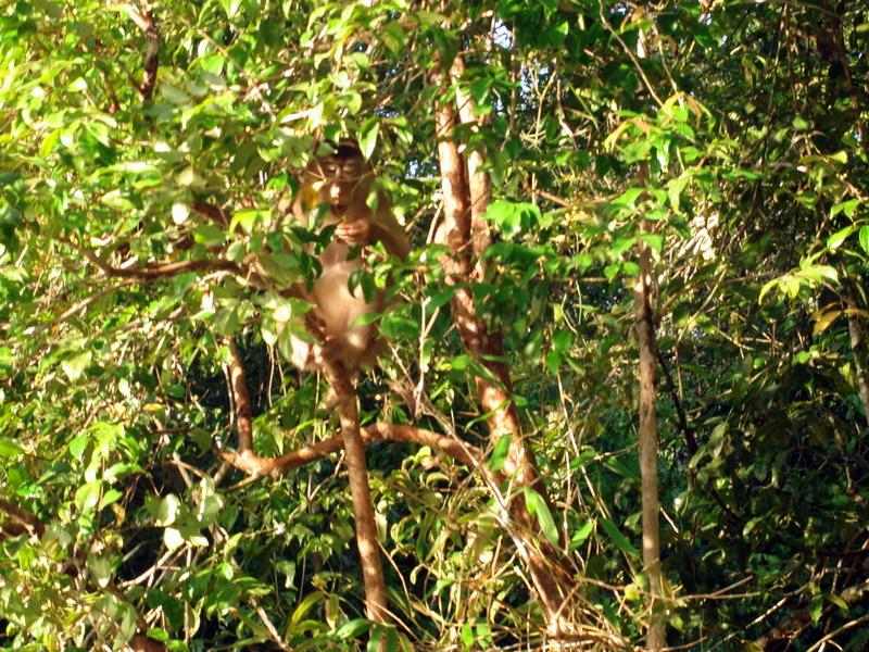 MaLaYsIa_-_SuKaU_(SuNgAi_KiNaBaTaNgAn)_121.JPG