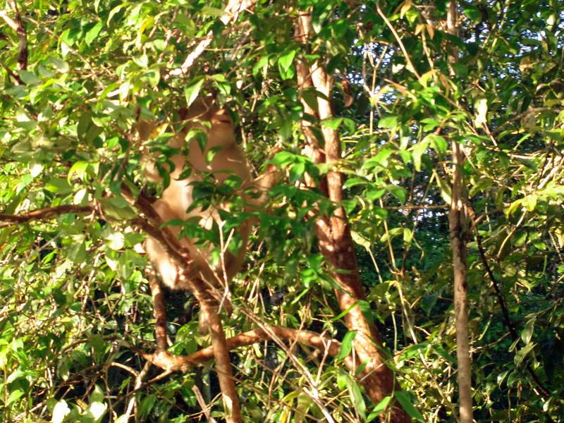 MaLaYsIa_-_SuKaU_(SuNgAi_KiNaBaTaNgAn)_122.JPG