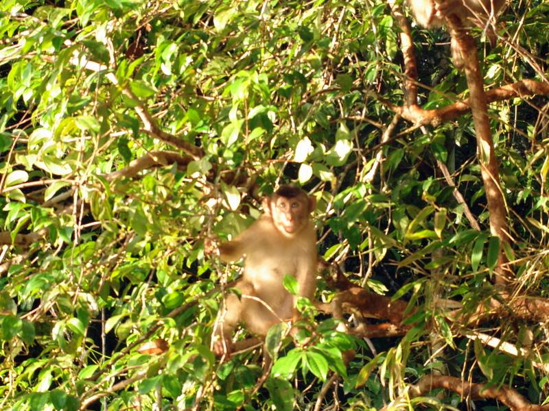 MaLaYsIa_-_SuKaU_(SuNgAi_KiNaBaTaNgAn)_123.JPG