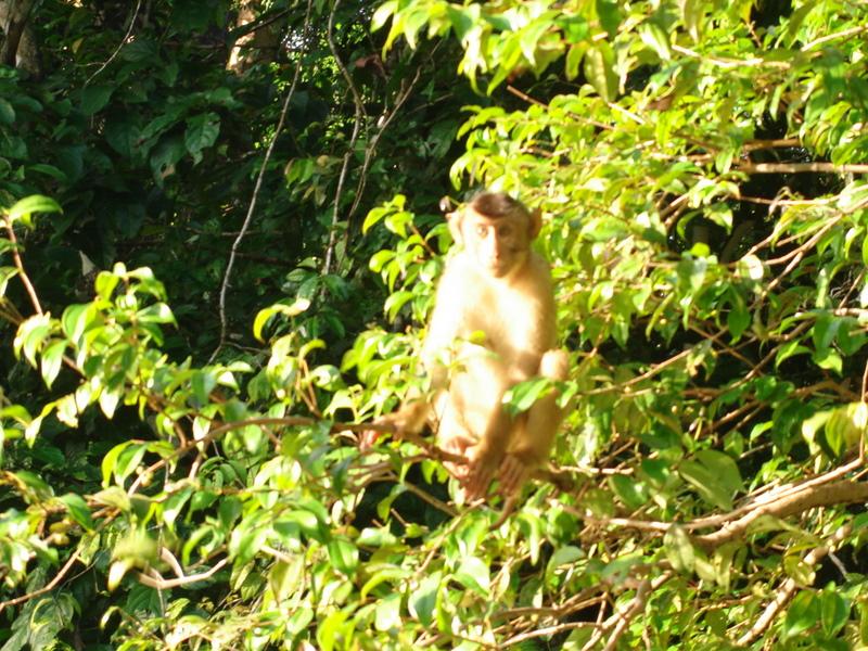 MaLaYsIa_-_SuKaU_(SuNgAi_KiNaBaTaNgAn)_125.JPG