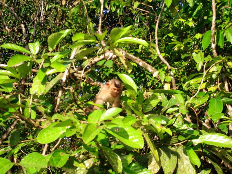 MaLaYsIa_-_SuKaU_(SuNgAi_KiNaBaTaNgAn)_129.JPG
