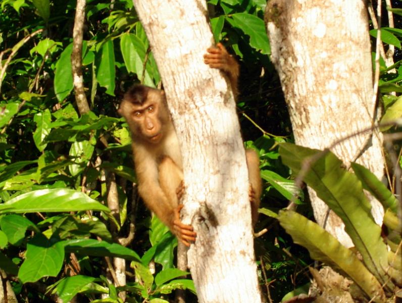 MaLaYsIa_-_SuKaU_(SuNgAi_KiNaBaTaNgAn)_131.JPG
