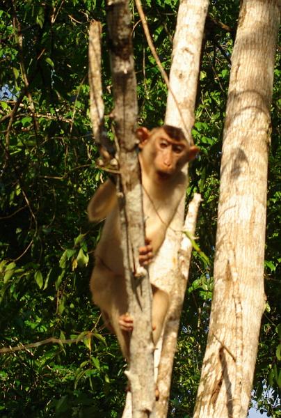 MaLaYsIa_-_SuKaU_(SuNgAi_KiNaBaTaNgAn)_140.JPG
