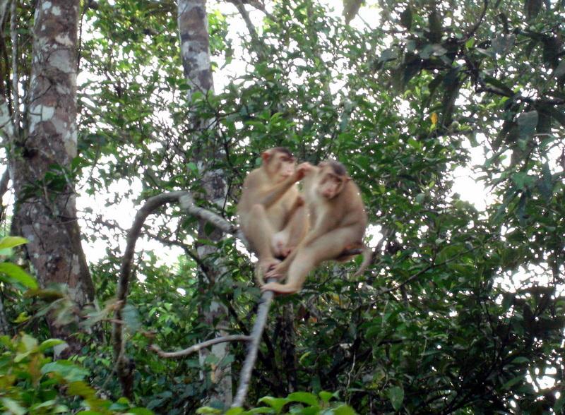 MaLaYsIa_-_SuKaU_(SuNgAi_KiNaBaTaNgAn)_150.JPG