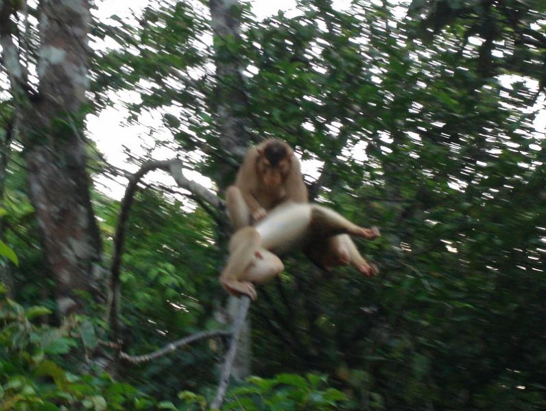MaLaYsIa_-_SuKaU_(SuNgAi_KiNaBaTaNgAn)_154.JPG