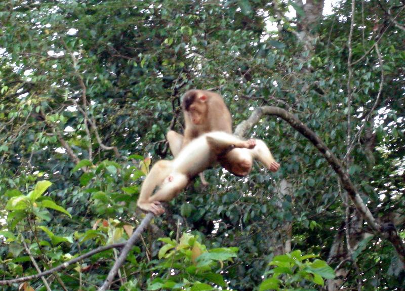 MaLaYsIa_-_SuKaU_(SuNgAi_KiNaBaTaNgAn)_155.JPG