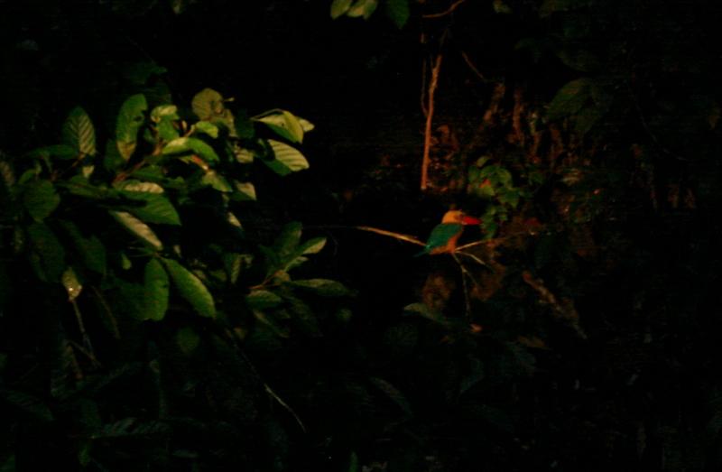 MaLaYsIa_-_SuKaU_(SuNgAi_KiNaBaTaNgAn)_169.JPG