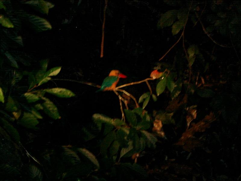 MaLaYsIa_-_SuKaU_(SuNgAi_KiNaBaTaNgAn)_171.JPG
