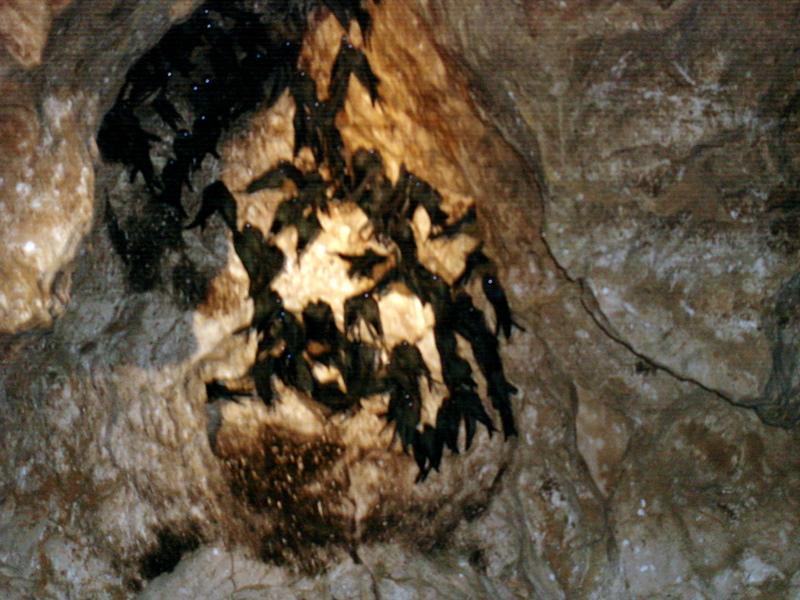 MaLaYsIa_-_SuKaU_(SuNgAi_KiNaBaTaNgAn)_172.JPG