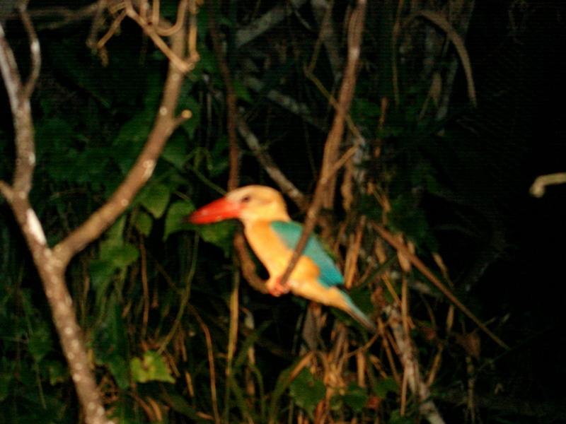 MaLaYsIa_-_SuKaU_(SuNgAi_KiNaBaTaNgAn)_176.JPG