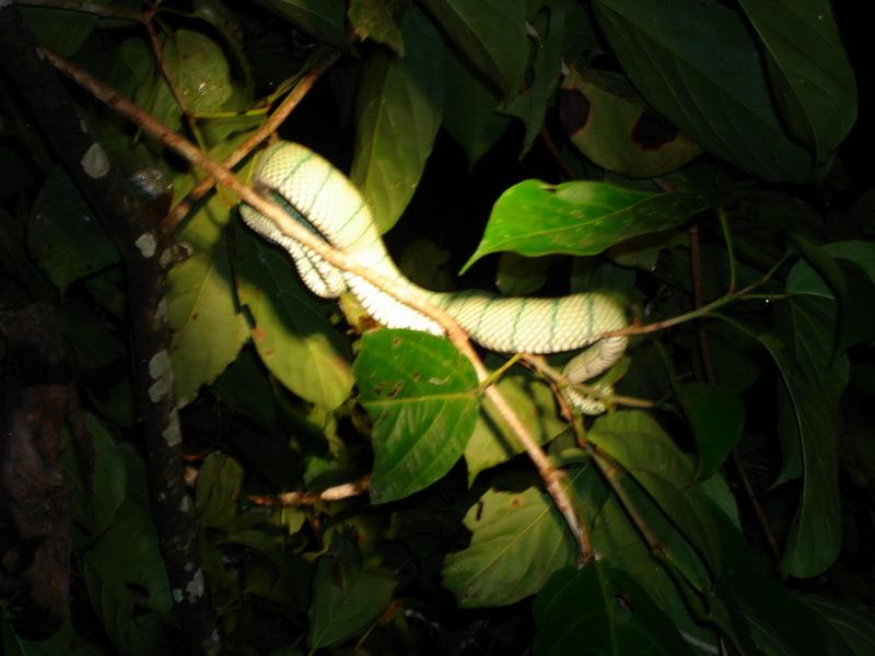 MaLaYsIa_-_SuKaU_(SuNgAi_KiNaBaTaNgAn)_203.JPG