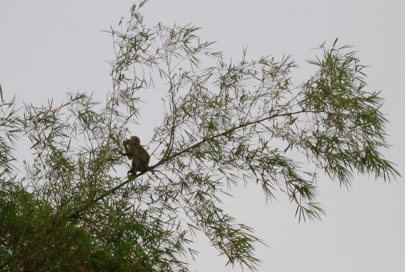 MaLaYsIa_-_SuKaU_(SuNgAi_KiNaBaTaNgAn)_92.JPG